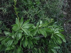 Tylecodon paniculatus