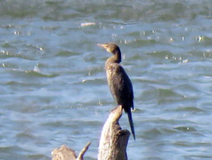 Microcarbo africanus africanus