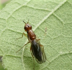 Psila