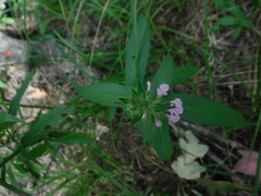 Stachys palustris