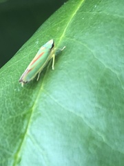 Graphocephala fennahi