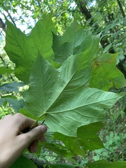 Acer nigrum
