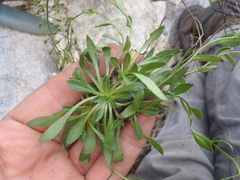 Draba helleriana