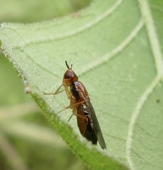 Psila