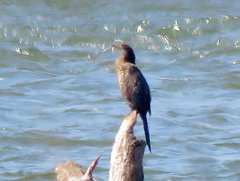 Microcarbo africanus africanus