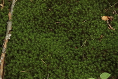 Polytrichum formosum