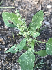 Chenopodium album