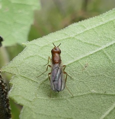 Psila
