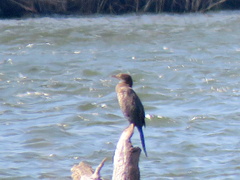 Microcarbo africanus africanus