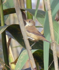 Acrocephalus scirpaceus