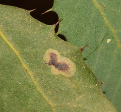 Phyllonorycter belotella