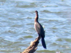 Microcarbo africanus