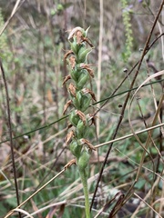 Spiranthes incurva
