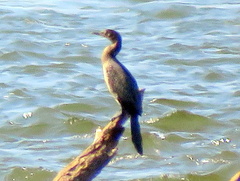 Microcarbo africanus