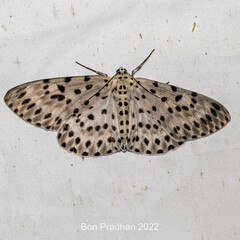 Percnia