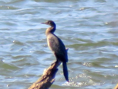 Microcarbo africanus