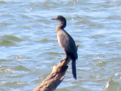 Microcarbo africanus