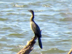 Microcarbo africanus