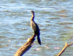 Microcarbo africanus