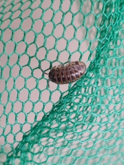 Armadillidium pictum