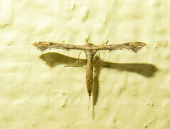 Lantanophaga pusillidactylus