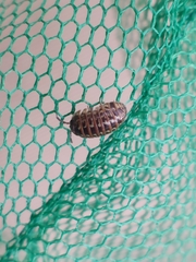 Armadillidium pictum
