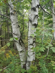 Betula papyrifera