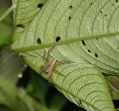 Lycosidae