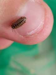 Armadillidium pictum