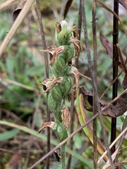 Spiranthes incurva
