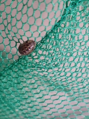 Armadillidium pictum