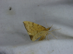 Gandaritis pyraliata