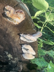 Fuscopostia fragilis