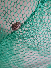 Armadillidium pictum