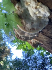 Fuscopostia fragilis