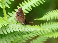 Aphantopus hyperantus