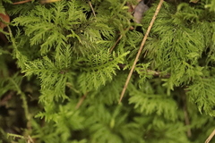 Thuidium tamariscinum