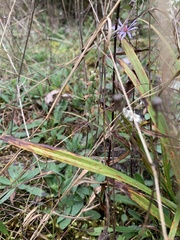 Spiranthes incurva