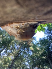 Fuscopostia fragilis