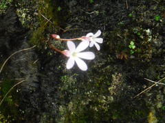 Pinguicula parvifolia