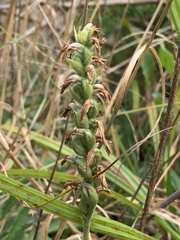 Spiranthes incurva