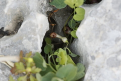 Aristolochia microstoma