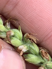 Spiranthes incurva