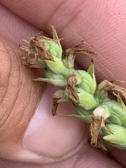 Spiranthes incurva