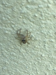 Salticinae