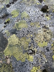 Rhizocarpales