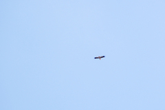 Neophron percnopterus