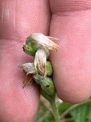 Spiranthes incurva