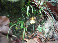 Oncidium graminifolium