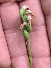 Spiranthes incurva